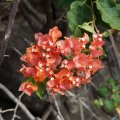 Бугенвиллея / Bougainvillea