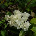 Бугенвиллея / Bougainvillea