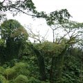 Тропический лес