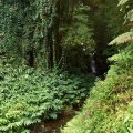 Тропический лес и ручей