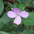 Цветы / Flowers
