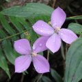 Цветы / Flowers