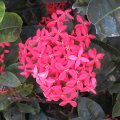 Цветы / flowers