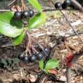Черноплодка / Aronia