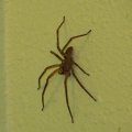 Паук / Spider