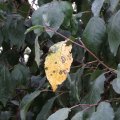 Желтый лист / Yellow leaf
