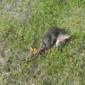 Дохлый крысёнок / Dead rat