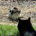 Суши переглядывает соседскую кошку