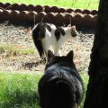 Суши переглядел соседскую кошку