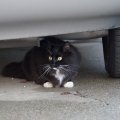 Прячется под машиной