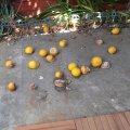 Гибнет урожай лимонов