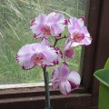Орхидеи