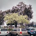Весна в Сан Хосе