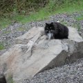 Горный кот :-)
