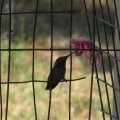 Тупая колибри